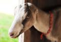 IMG_0641 goat